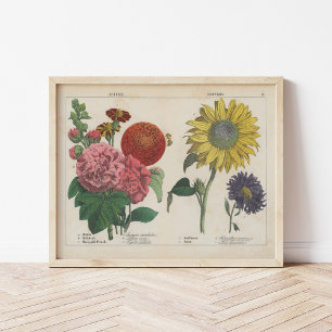 Affiche Fleurs d'automne   Charlotte Mary Yonge