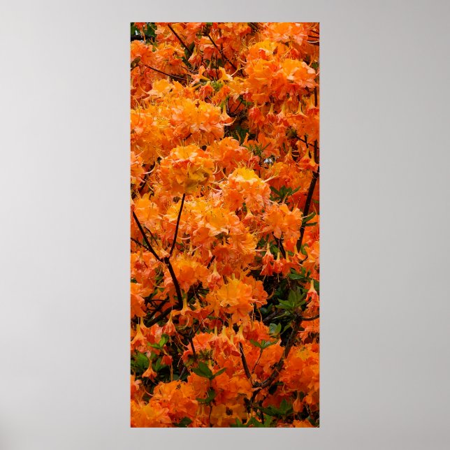 Affiche Fleurs d'Azalée Flamboyante (Devant)