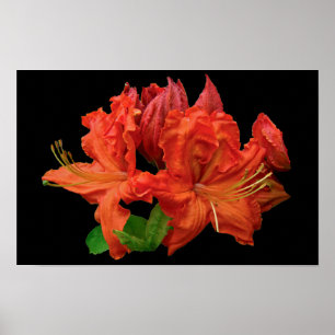 Affiche Fleurs d'Azalée Orange
