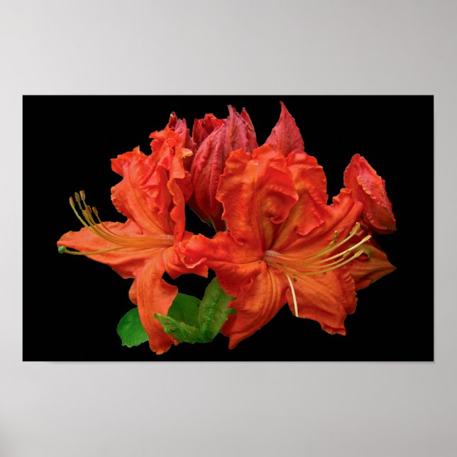 Affiche Fleurs d'Azalée Orange (Devant)
