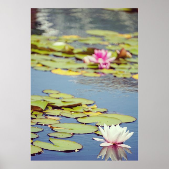 Affiche Fleurs de bassin de nénuphars (Devant)