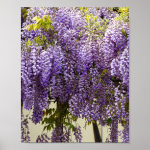 Affiche Fleurs de bisteria violet