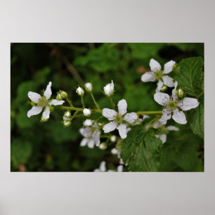 Affiche Fleurs de Blackberry