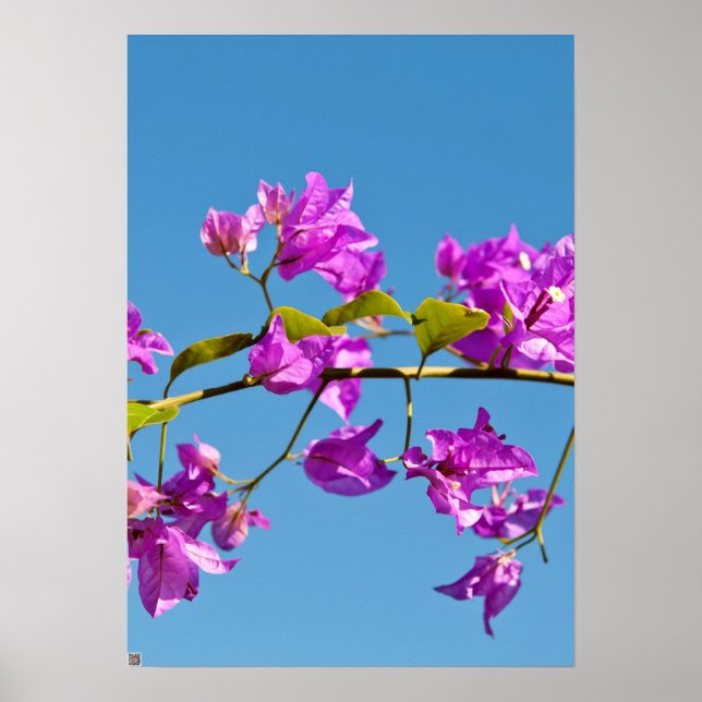 Affiche Fleurs de bougainvillée (Devant)
