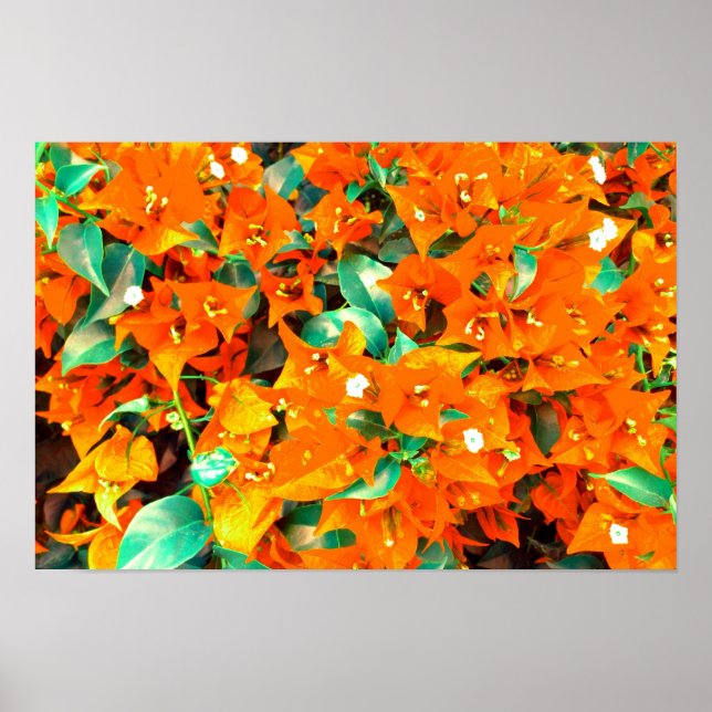 Affiche Fleurs de bougainvillée orange vibrant (Devant)