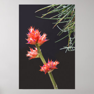 Affiche Fleurs de broméliade et tige