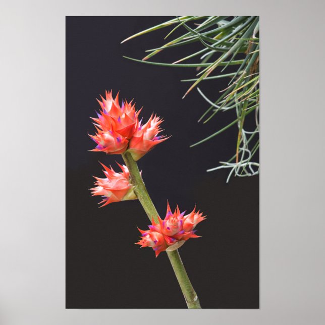 Affiche Fleurs de broméliade et tige (Devant)