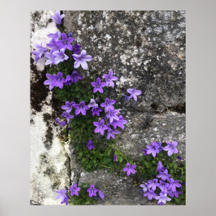 Affiche Fleurs de Campanula poussant sur un mur
