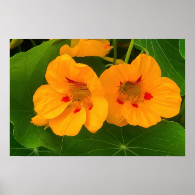 Affiche Fleurs de Capucine (Devant)