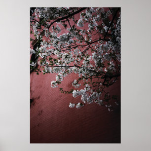 Affiche Fleurs de cerisier