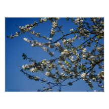 Affiche - Fleurs de cerisier blanches sur fond de