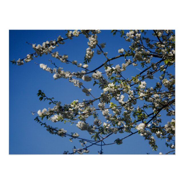Affiche - Fleurs de cerisier blanches sur fond de  (Devant)