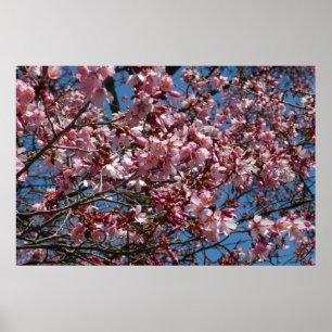 Affiche Fleurs de cerisier et ciel bleu Floraison printani