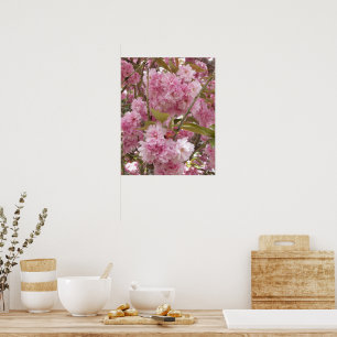 Affiche Fleurs de cerisier rose