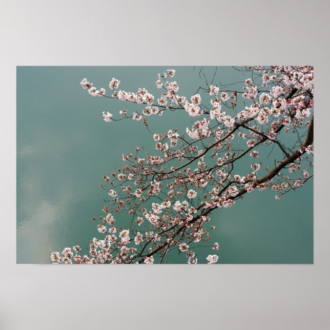 Affiche Fleurs de cerisier rose clair sur arrière - plan t (Devant)