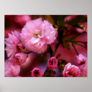 Affiche Fleurs de cerisier roses du charmant printemps