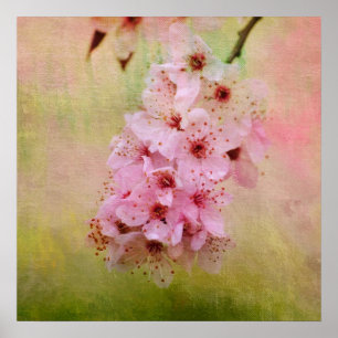 Affiche Fleurs de cerisiers