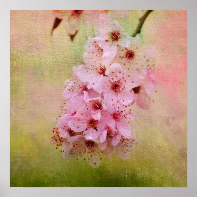 Affiche Fleurs de cerisiers (Devant)