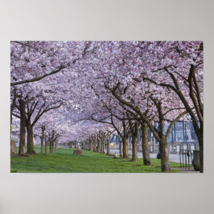 Affiche Fleurs de cerisiers le long de la rivière Willamet