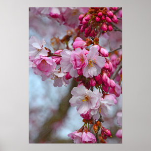 Affiche Fleurs de cerisiers roses