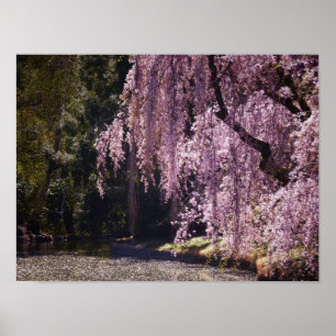 Affiche Fleurs De Cerisiers Sur Les Arbres Sur L'Eau, Peti