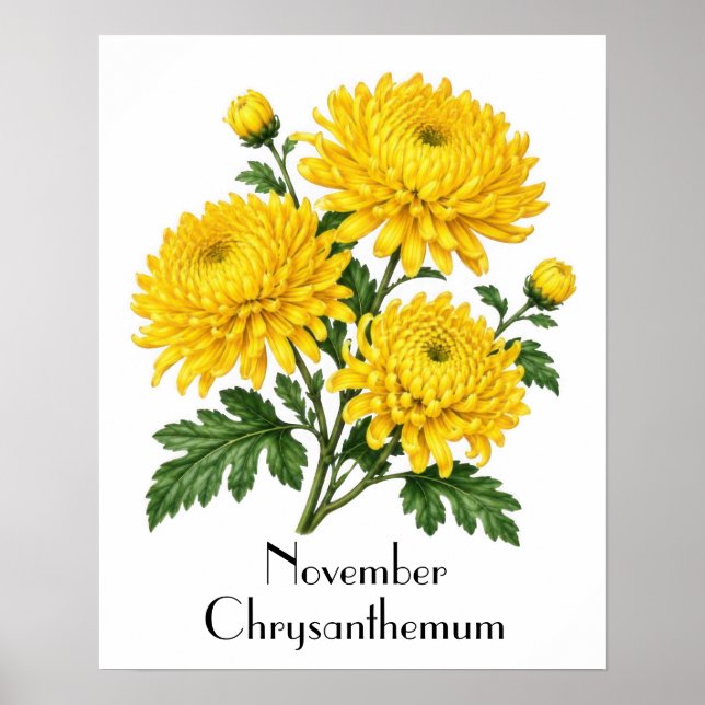 Affiche Fleurs de chrysanthème de novembre (Devant)