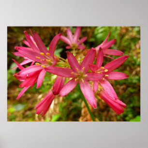Affiche Fleurs de Clintonia rouges aux séquoias