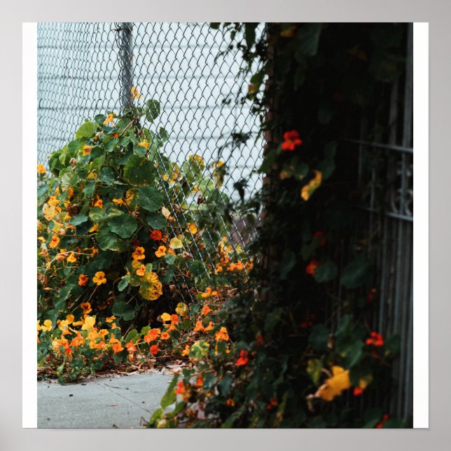 Affiche Fleurs de clôture (Devant)