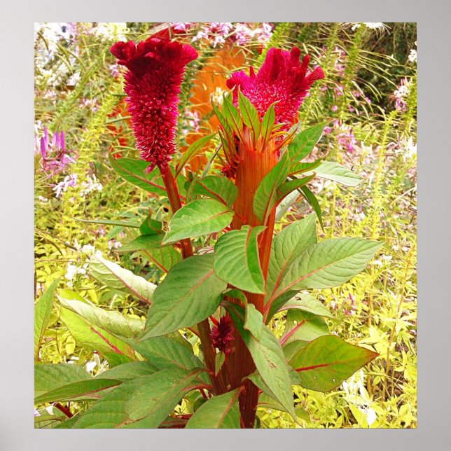 AFFICHE FLEURS DE COCKSCOMB (Devant)
