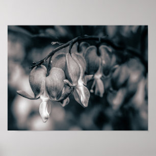 Affiche Fleurs de cœur saignant noir et blanc
