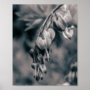 Affiche Fleurs de Cœur Saignant Noir et Blanc, F Romantiqu