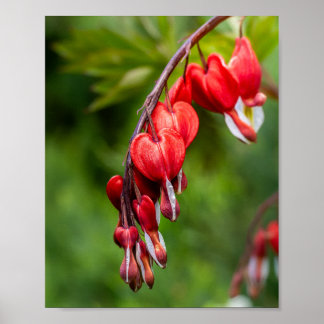 Affiche Fleurs de cœur saignant rouge pendant à une tige