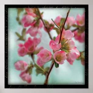 Affiche Fleurs de coing