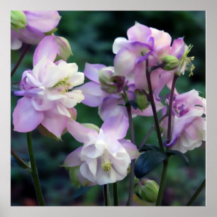 Affiche Fleurs de Columbines violettes roses