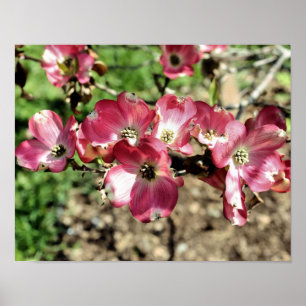 Affiche Fleurs de Cornouiller Rose