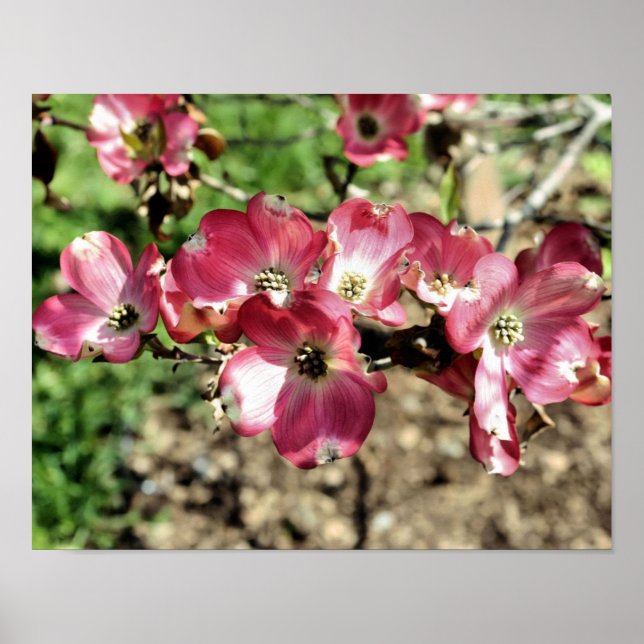 Affiche Fleurs de Cornouiller Rose (Devant)