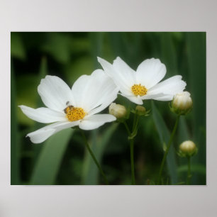 Affiche Fleurs De Cosmos Blanches Et Abeilles