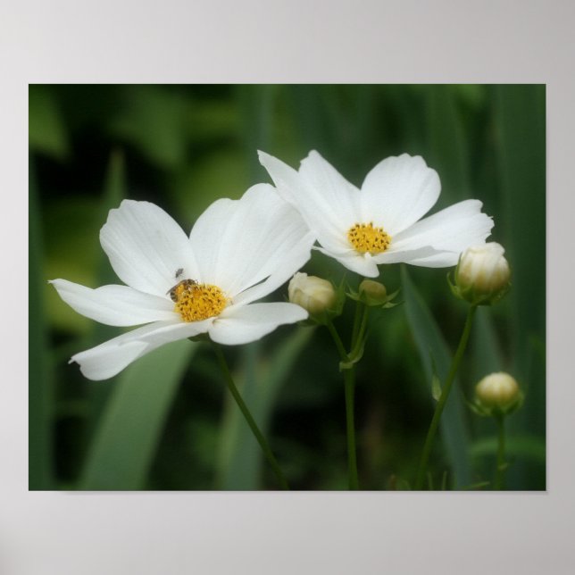 Affiche Fleurs De Cosmos Blanches Et Abeilles (Devant)