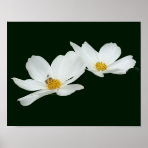 Affiche Fleurs De Cosmos Blanches Flottantes Et Abeilles