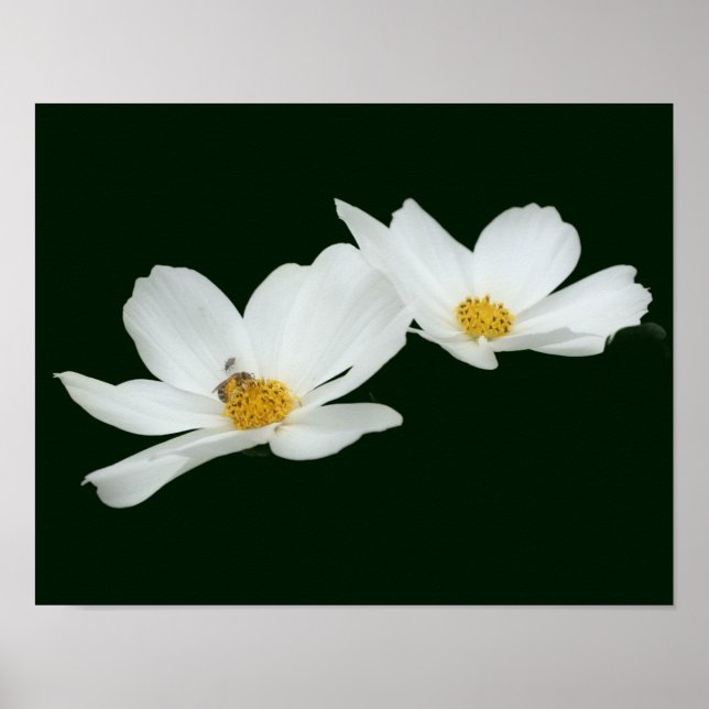 Affiche Fleurs De Cosmos Blanches Flottantes Et Abeilles (Devant)