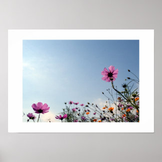 Affiche Fleurs de Cosmos du Japon