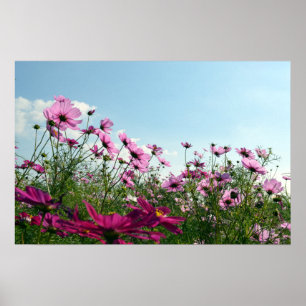 Affiche Fleurs de cosmos du Japon