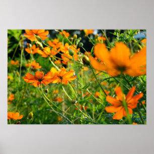 Affiche Fleurs de Cosmos orange
