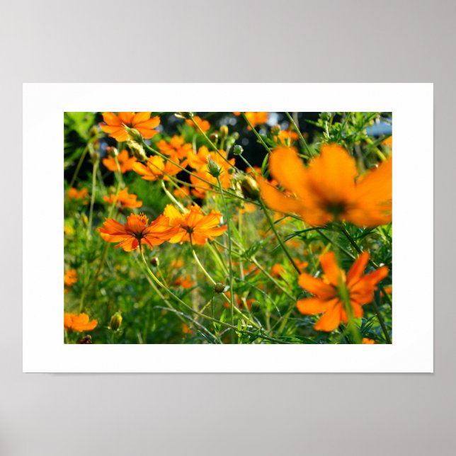 Affiche Fleurs de Cosmos Orange : Japon (Devant)