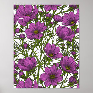 Affiche Fleurs de cosmos violet