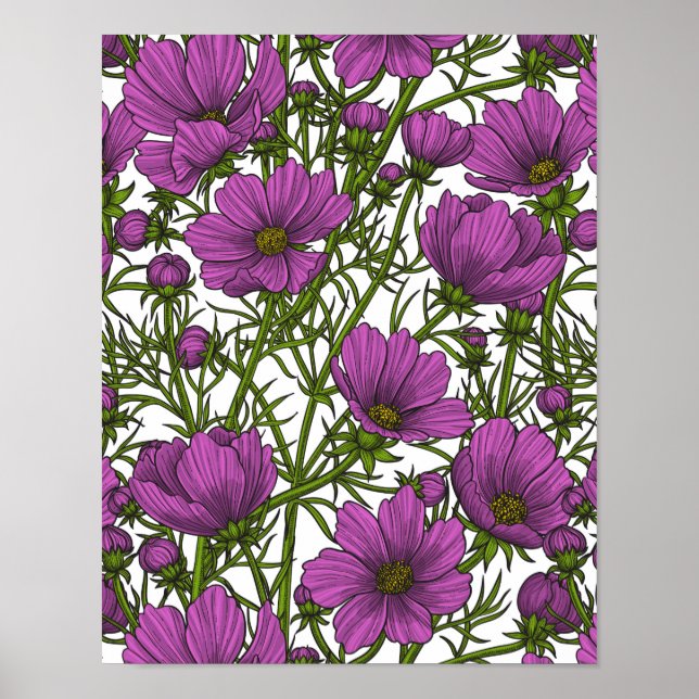 Affiche Fleurs de cosmos violet (Devant)
