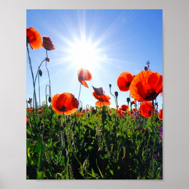 Affiche Fleurs de crapets rouges sauvages (Devant)