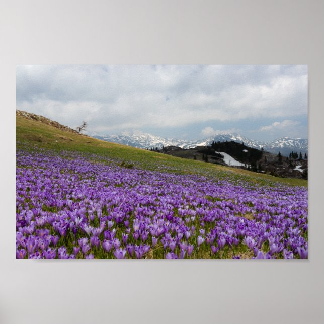 Affiche Fleurs de crocus à Velika Planina, Slovénie (Devant)