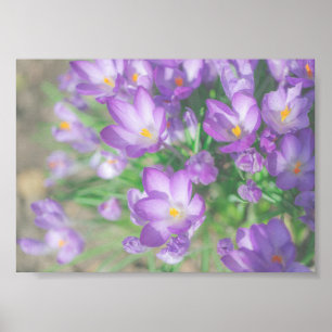 Affiche Fleurs de Crocus pourpres nature