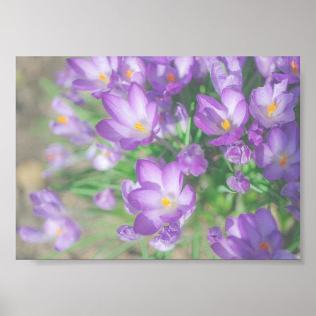Affiche Fleurs de Crocus pourpres nature (Devant)